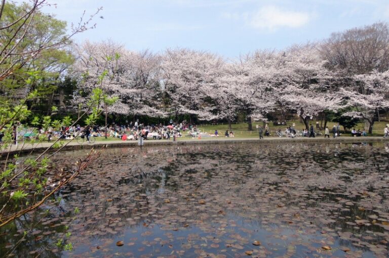 せせらぎ公園の桜